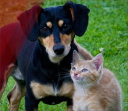 veterinaria-meldic